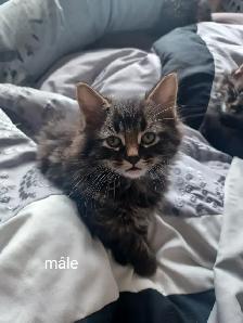 Chatons ,20$ chaques - Photo 2