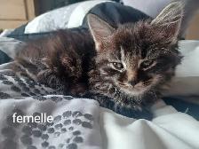 Chatons ,20$ chaques - Photo 3