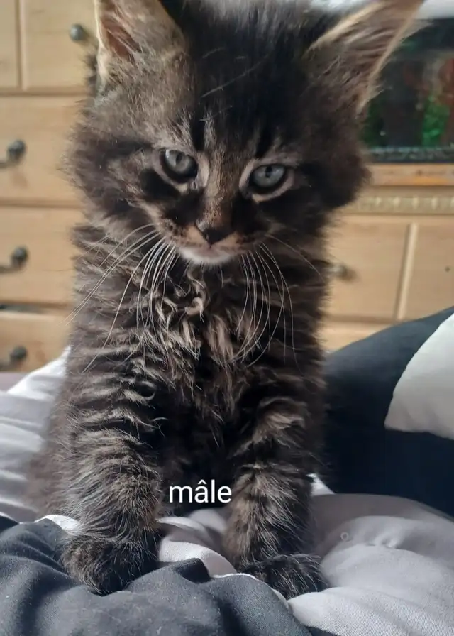 Chatons ,20$ chaques - Photo 4