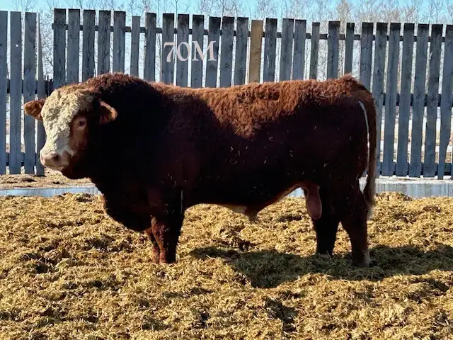 2 Year Old Purebred Simmental  Bulls