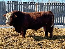 2 Year Old Purebred Simmental  Bulls