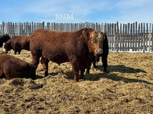 2 Year Old Purebred Simmental  Bulls - Photo 2