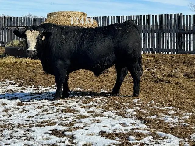 2 Year Old Purebred Simmental  Bulls - Photo 3
