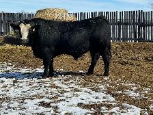 2 Year Old Purebred Simmental  Bulls - Photo 3