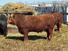 2 Year Old Purebred Simmental  Bulls - Photo 4