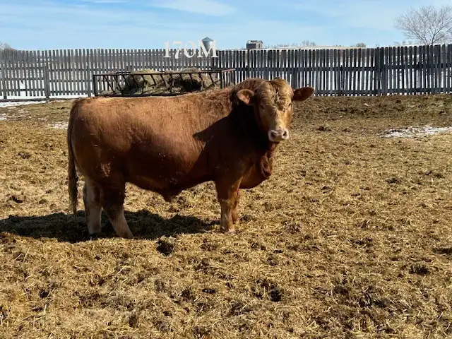 2 Year Old Purebred Simmental  Bulls - Photo 5