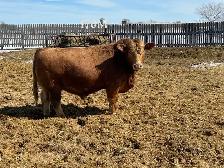 2 Year Old Purebred Simmental  Bulls - Photo 5