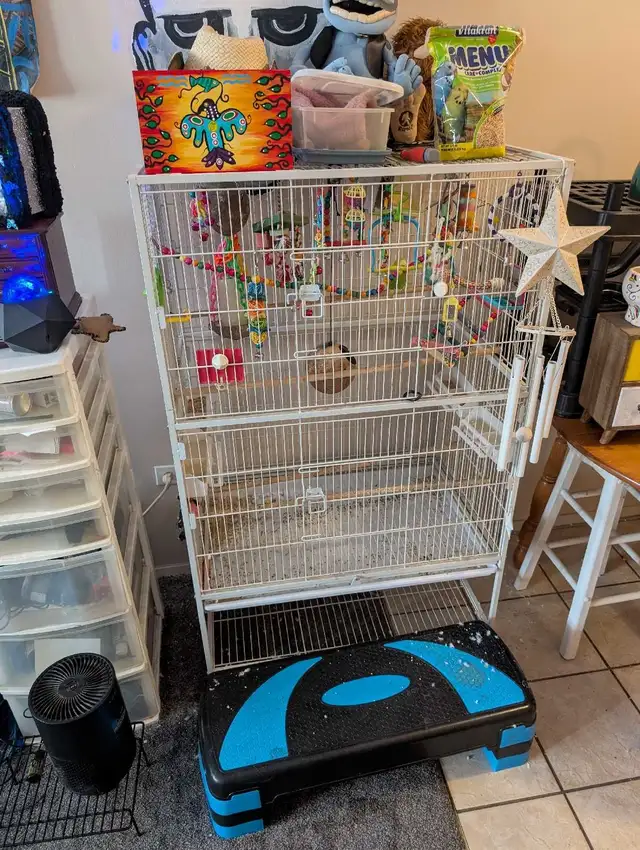 2 Male Budgies with 52 inch flight cage