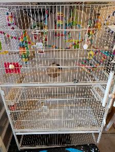 2 Male Budgies with 52 inch flight cage - Photo 2