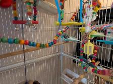 2 Male Budgies with 52 inch flight cage - Photo 3