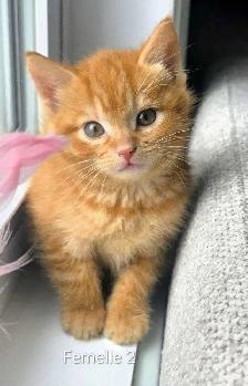 3 Magnifiques Chatons Femelle ❤️