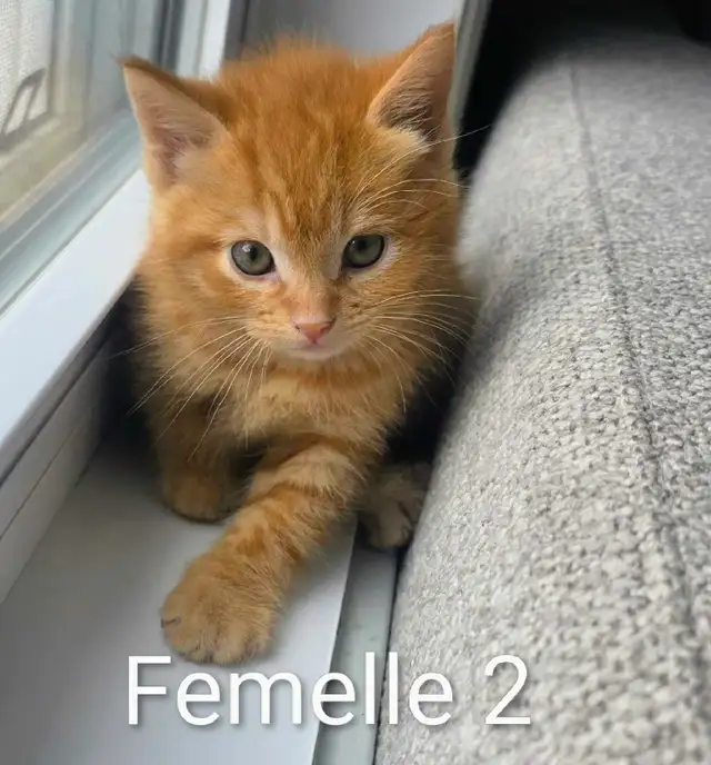 3 Magnifiques Chatons Femelle ❤️ - Photo 3