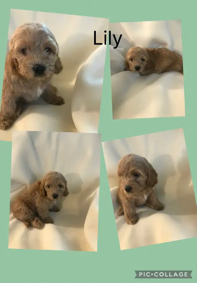 Only 3 female Cockapoo puppies left ready to go April 11-12