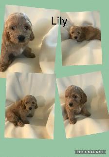 Only 3 female Cockapoo puppies left ready to go April 11-12