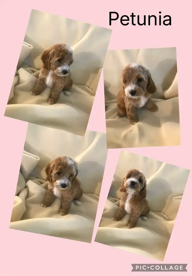 Only 3 female Cockapoo puppies left ready to go April 11-12 - Photo 2
