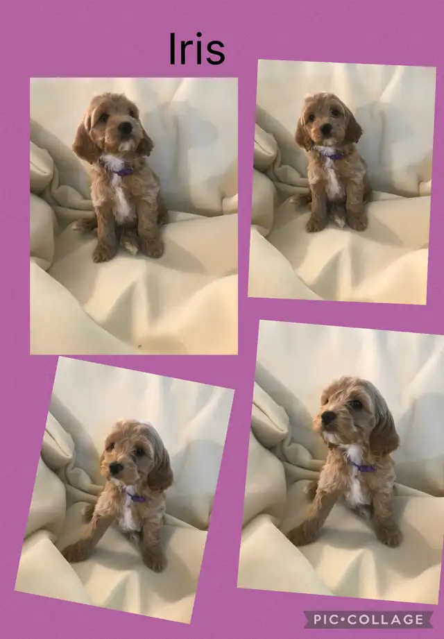 Only 3 female Cockapoo puppies left ready to go April 11-12 - Photo 3