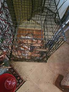 petmate dog cage - Photo 2