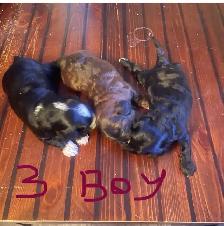 Toy Poodle Puppies  Ready Soon – Super Cute