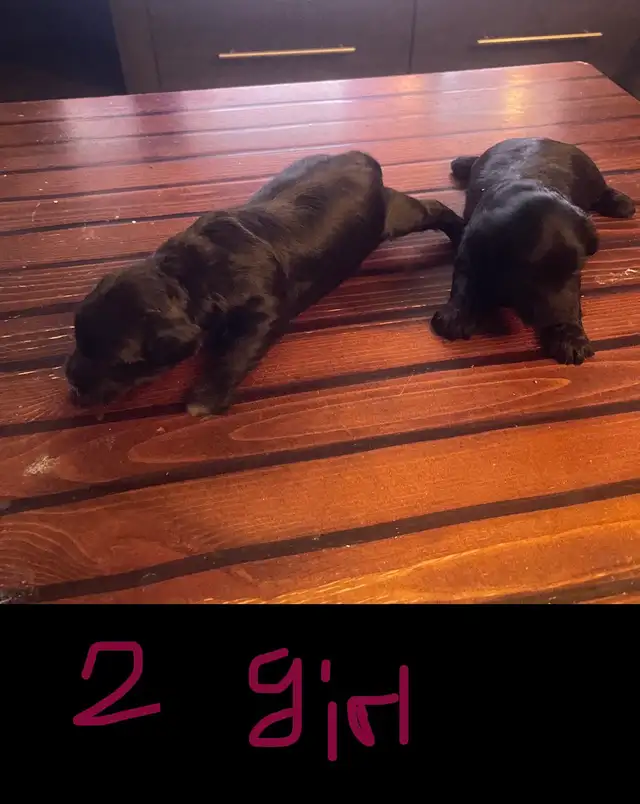 Toy Poodle Puppies  Ready Soon – Super Cute - Photo 2