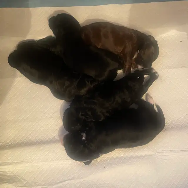 Toy Poodle Puppies  Ready Soon – Super Cute - Photo 3