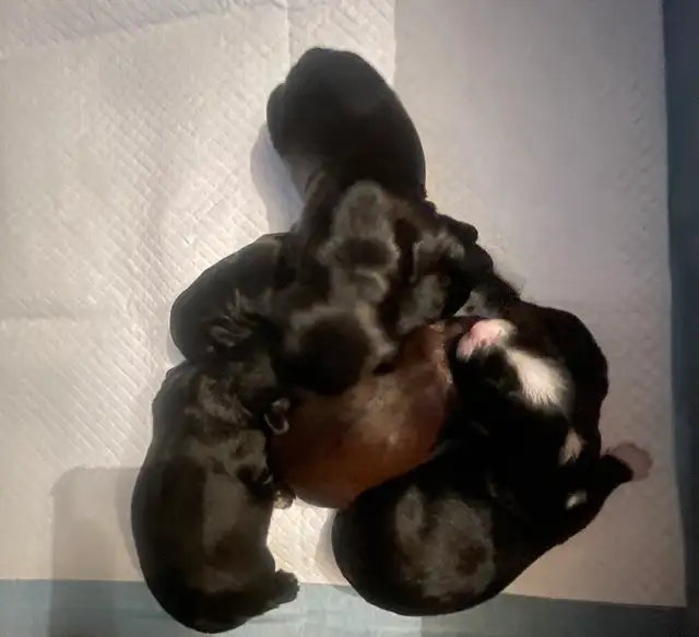 Toy Poodle Puppies  Ready Soon – Super Cute - Photo 4