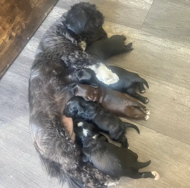 Toy Poodle Puppies  Ready Soon – Super Cute - Photo 6