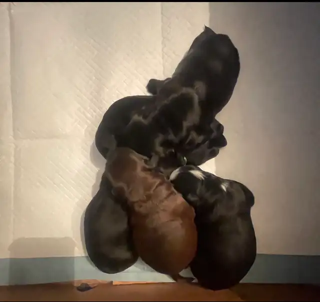 Toy Poodle Puppies  Ready Soon – Super Cute - Photo 7