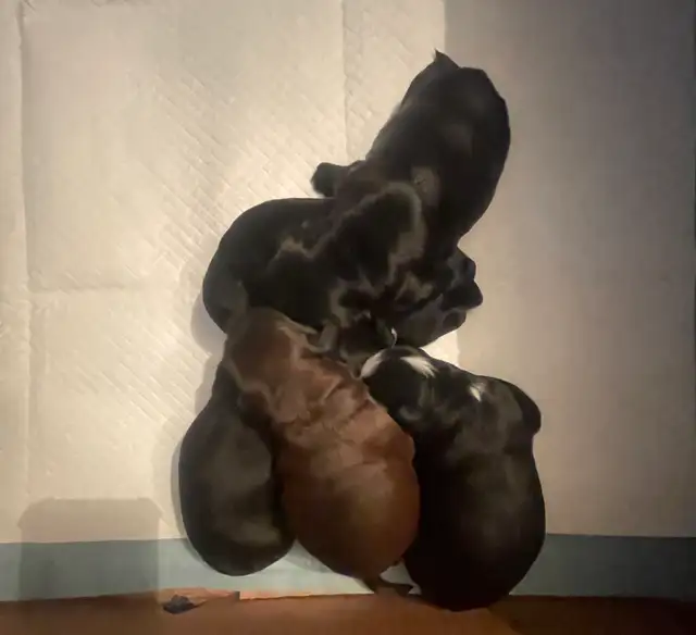 Toy Poodle Puppies  Ready Soon – Super Cute - Photo 8