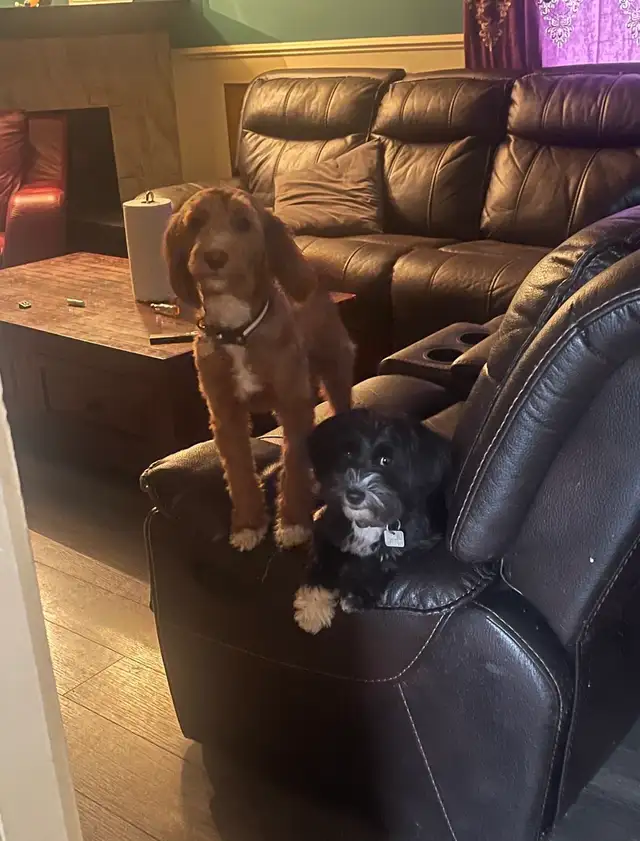 Toy Poodle Puppies  Ready Soon – Super Cute - Photo 9