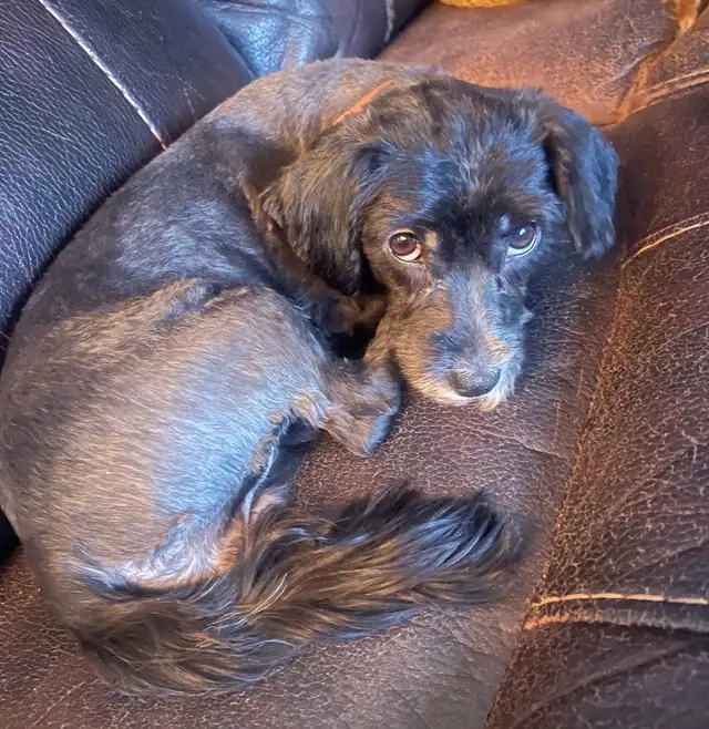 Toy Poodle Puppies  Ready Soon – Super Cute - Photo 10