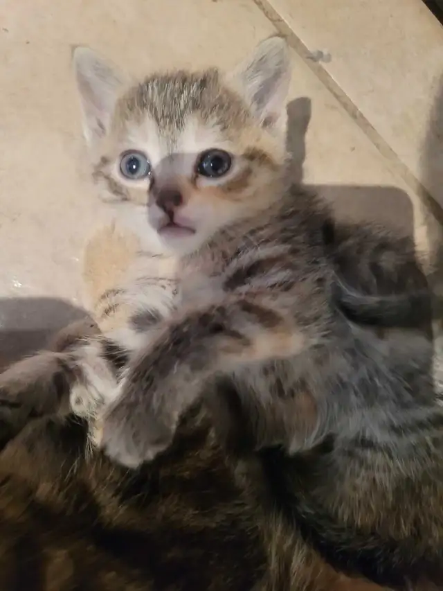 4 cute kitty's all very outgoing and are wanting to be love