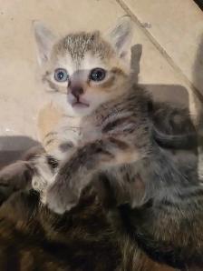 4 cute kitty's all very outgoing and are wanting to be love