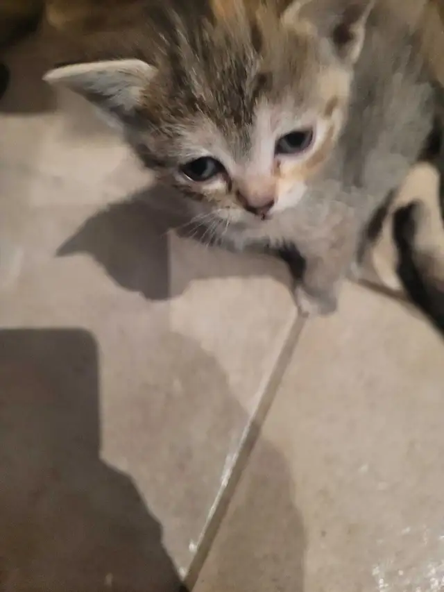 4 cute kitty's all very outgoing and are wanting to be love - Photo 2