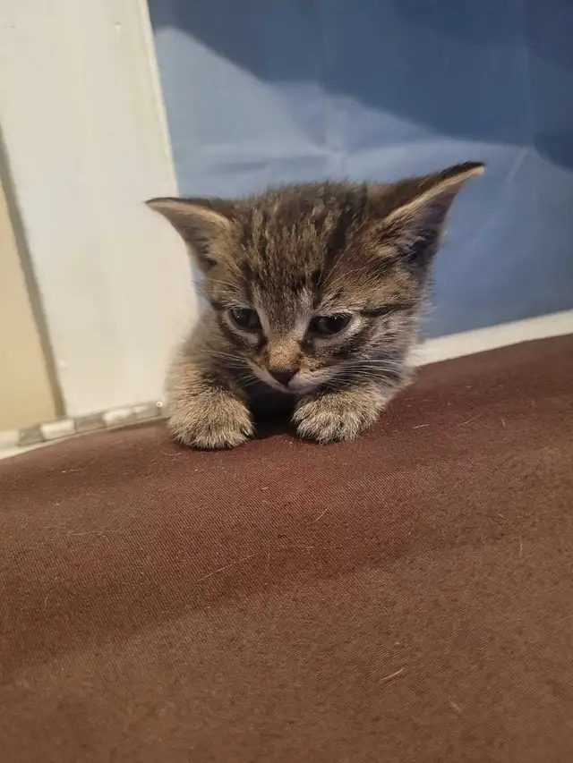 4 cute kitty's all very outgoing and are wanting to be love - Photo 3