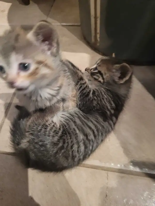 4 cute kitty's all very outgoing and are wanting to be love - Photo 4