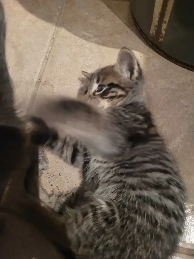 4 cute kitty's all very outgoing and are wanting to be love - Photo 5