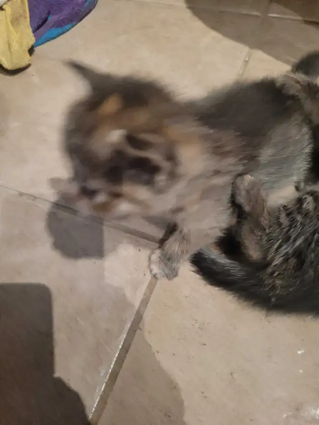 4 cute kitty's all very outgoing and are wanting to be love - Photo 6