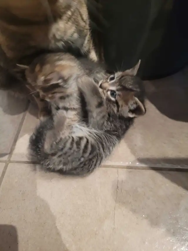 4 cute kitty's all very outgoing and are wanting to be love - Photo 7