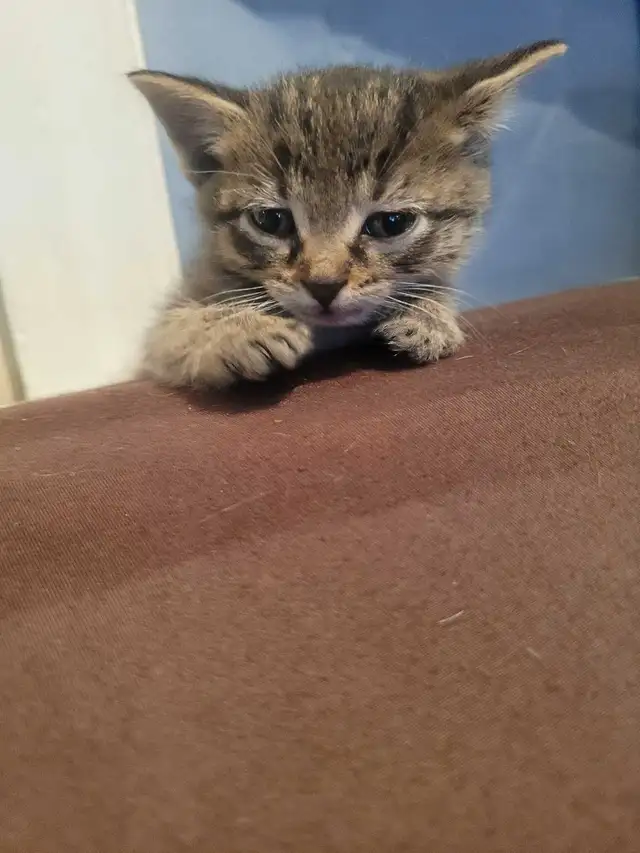 4 cute kitty's all very outgoing and are wanting to be love - Photo 8