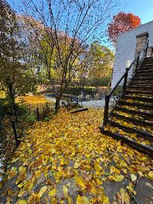 Yard Cleanup Services - Photo 5