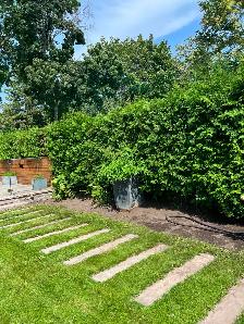 Spring Lawn Cleanup - Photo 9