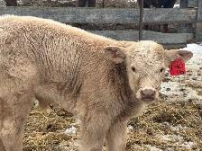 Calf for Sale