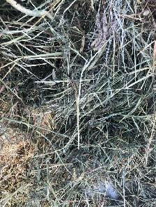 premium hay - Photo 6