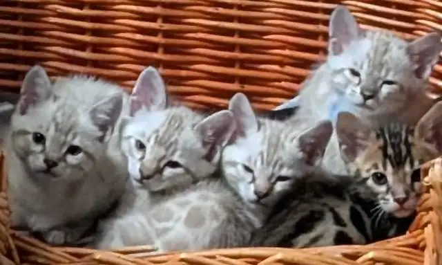BENGAL KITTENS