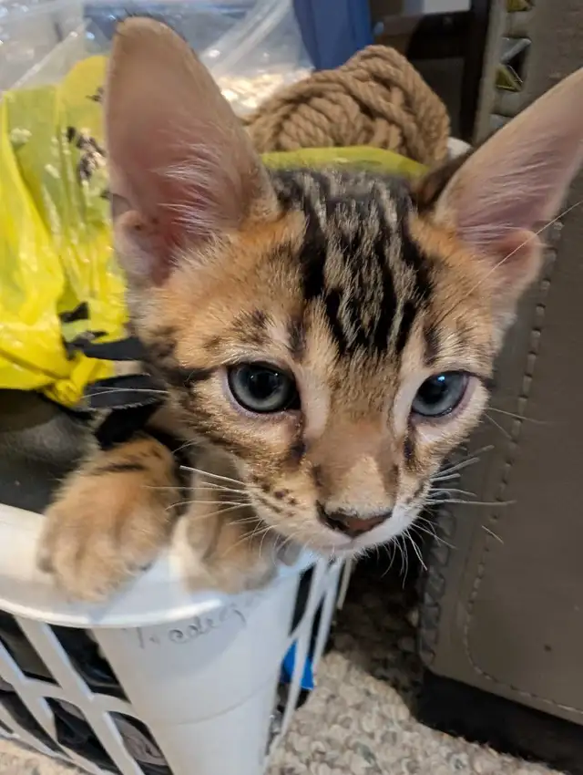 BENGAL KITTENS - Photo 2