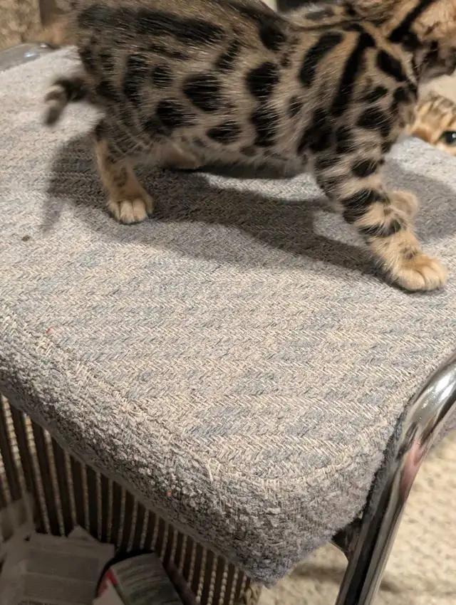 BENGAL KITTENS - Photo 3