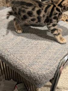 BENGAL KITTENS - Photo 3