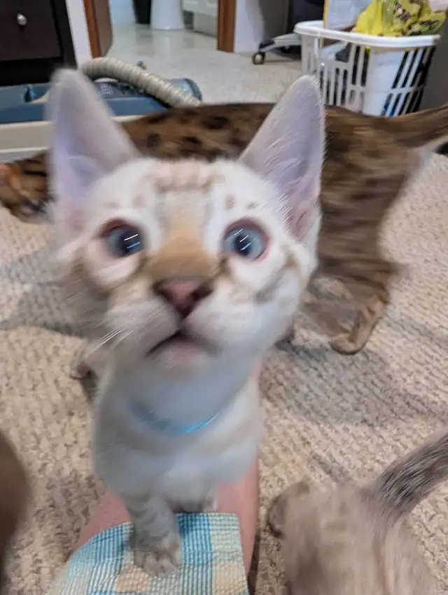 BENGAL KITTENS - Photo 4