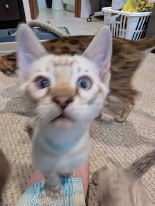 BENGAL KITTENS - Photo 4