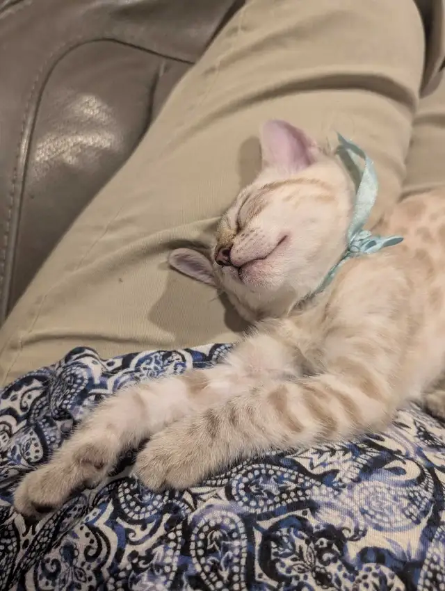 BENGAL KITTENS - Photo 5